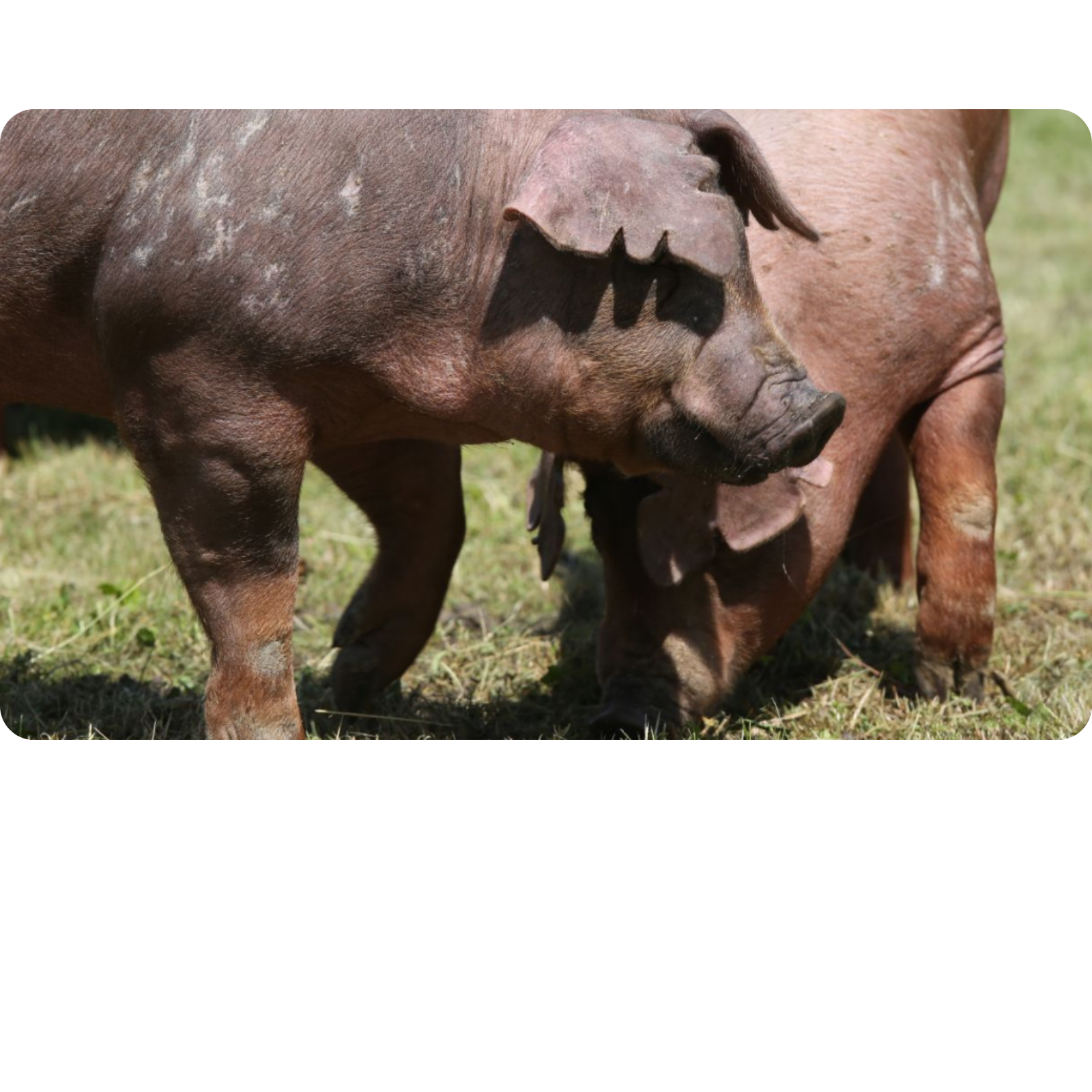 nachhaltigkeit_oekologisch-schweine