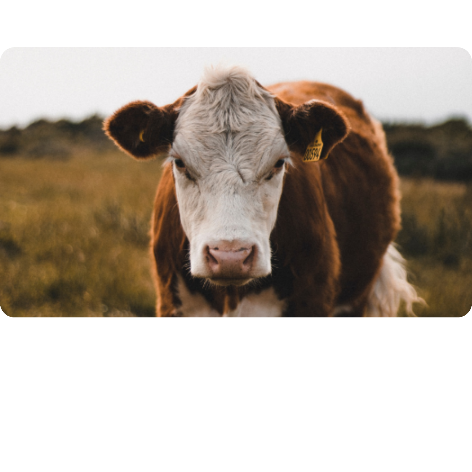 nachhaltigkeit_okologisch-kuh