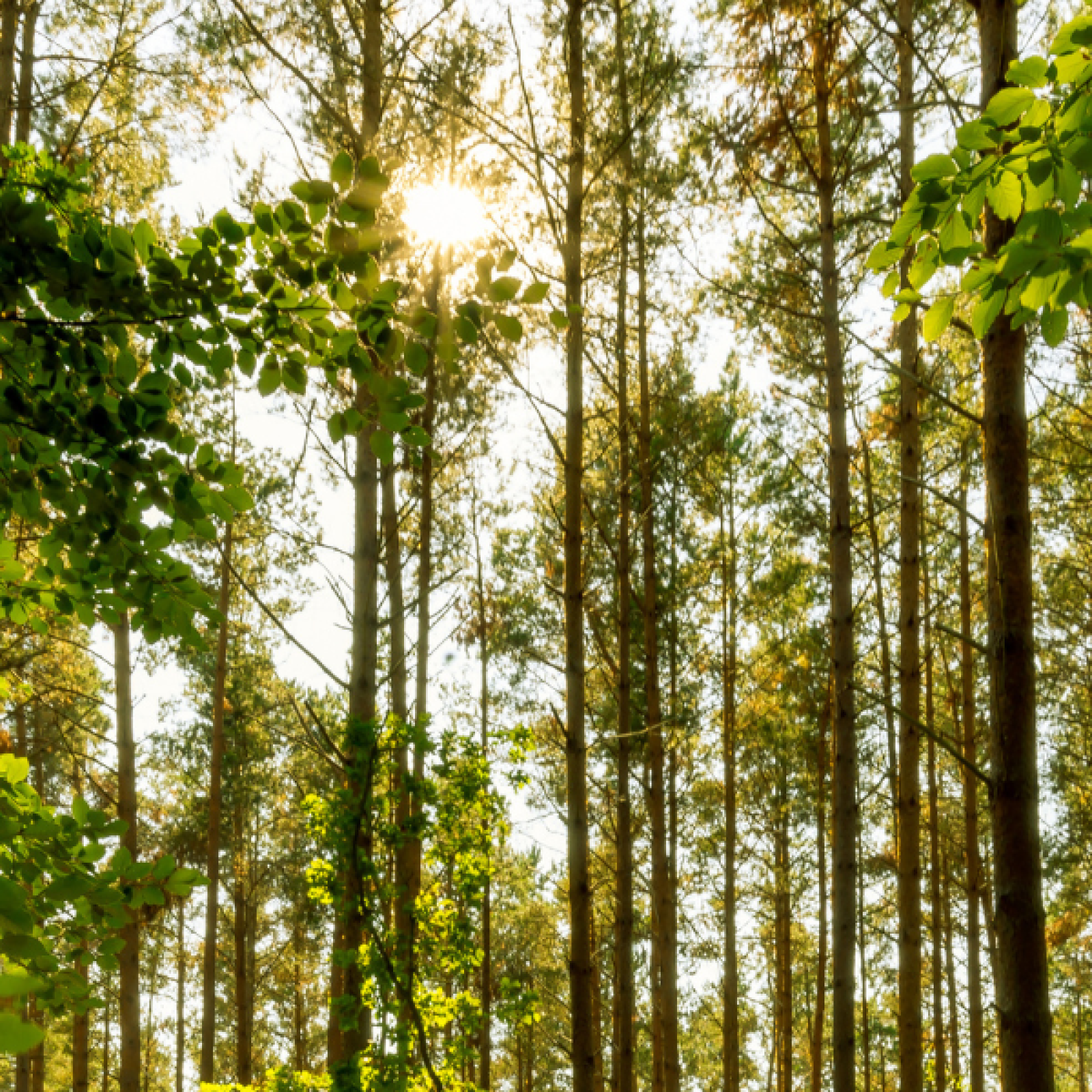 nachhaltigkeit_oekologische_header