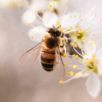 Colonies d'Abeilles